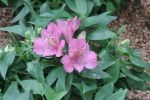 Peruvian Lily