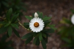 Paper Daisy