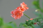 gardening-perinnials-geraniums (1)