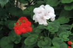 gardening-perinnials-geraniums (2)