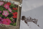 planting petunia seeds indoors