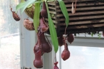 Pitcher plant