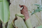 Pitcher plant