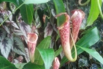 Pitcher plant