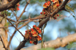 gardening-rosary-pea-1