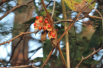 gardening-rosary-pea-3