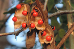 gardening-rosary-pea-4