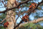 gardening-rosary-pea-8