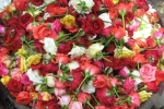 gardening-roses-in-market-1