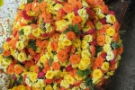 gardening-roses-in-market