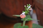 Salvia coccinea