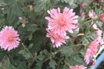 Chrysanthemum