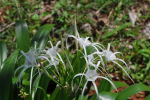 Beach Spider Lily