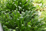 Beach Spider Lily Plant