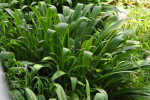 Beach Spider Lily Leaves