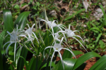 Beach Spider Lily Flower