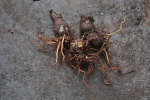 Beach Spider Lily Bulbs