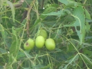 Neem Fruit