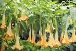 Angel's Trumpet