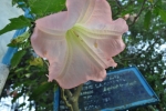 Brugmansia