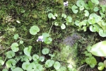 Viola Hederacea