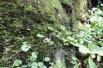 Viola Hederacea