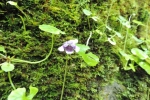 Viola Hederacea