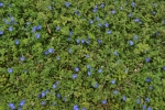 Dwarf Morning Glory