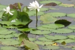 White Water Lily