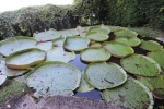 Giant Water Lily