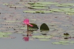 gardening-water-lily-2