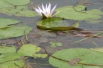 Blue Water Lily