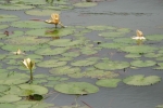 Yellow Water Lily