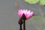 Water Lily