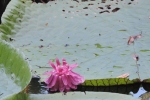 Amazon Water Lily