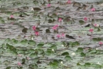 gardening-water-lily