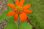 Zinnia