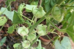 Hollyhock Seed Pod