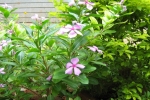 madagascar periwinkle