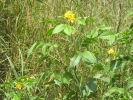 Coffee Senna Plant