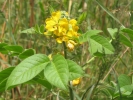 Coffee Senna Plant