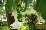 Angel's Trumpet