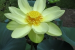 yellow-lotus