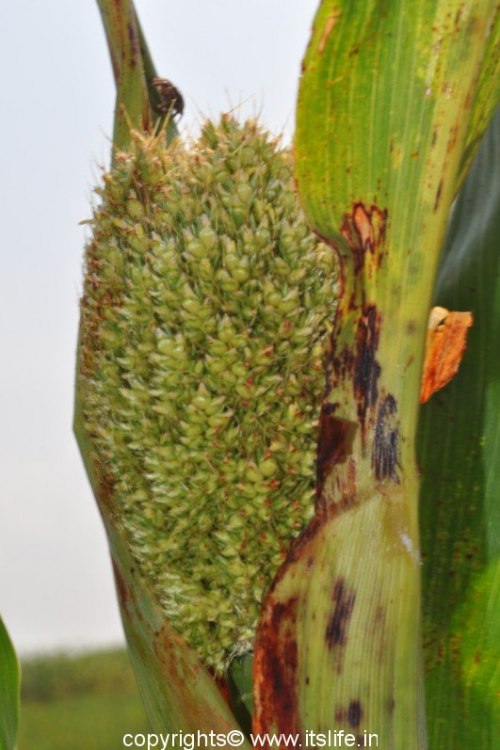Sorghum