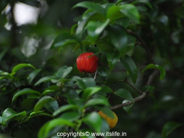 Surinam Cherry Tree