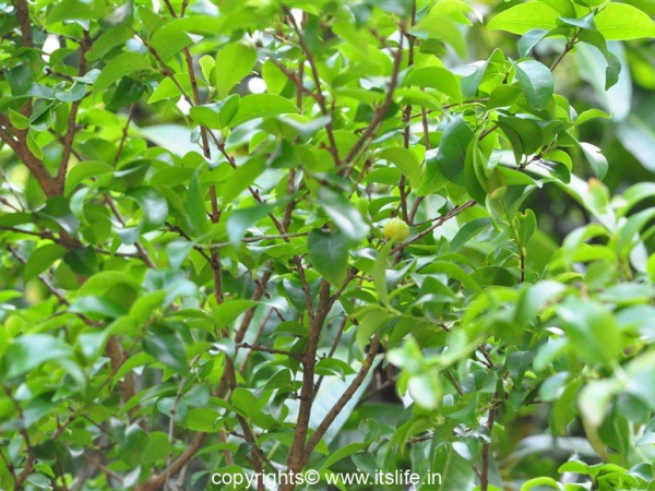 Barbados cherry