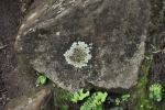 Stone Flower