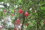 garden-vine-fuchsia-peruvian-berrybush