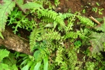 garden-wild-ferns1