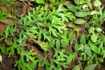 garden-wild-ferns2